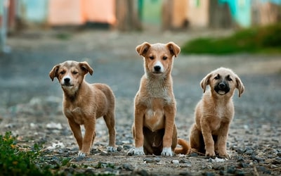 三只棕色小狗的选择性聚焦摄影